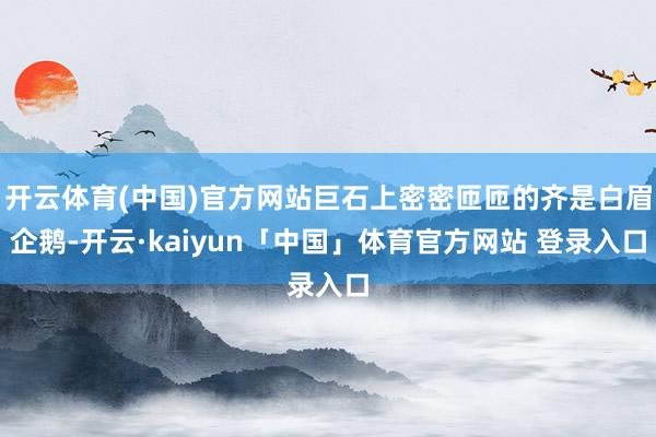开云体育(中国)官方网站巨石上密密匝匝的齐是白眉企鹅-开云·kaiyun「中国」体育官方网站 登录入口